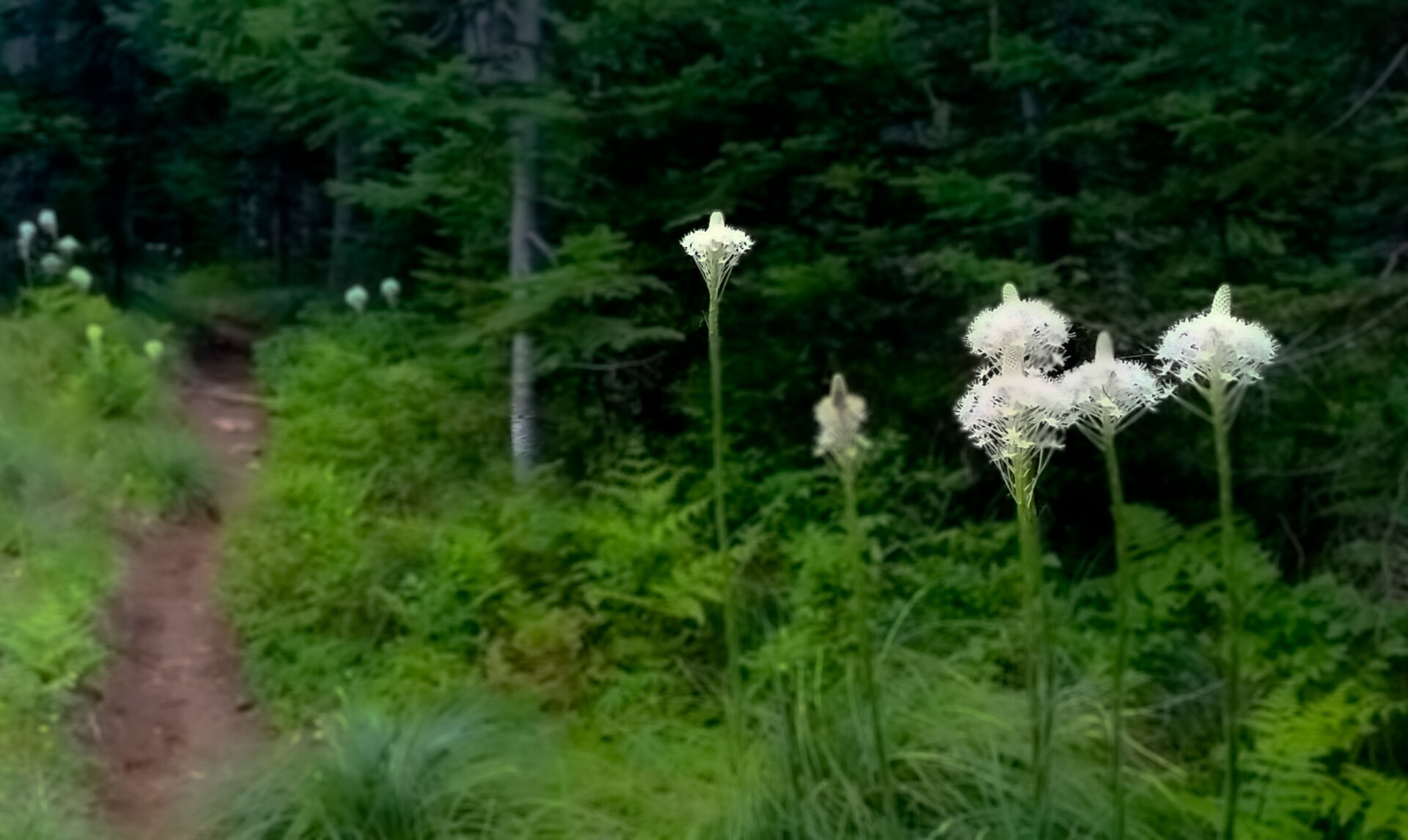 Bear Grass Bear Grass and small business growth