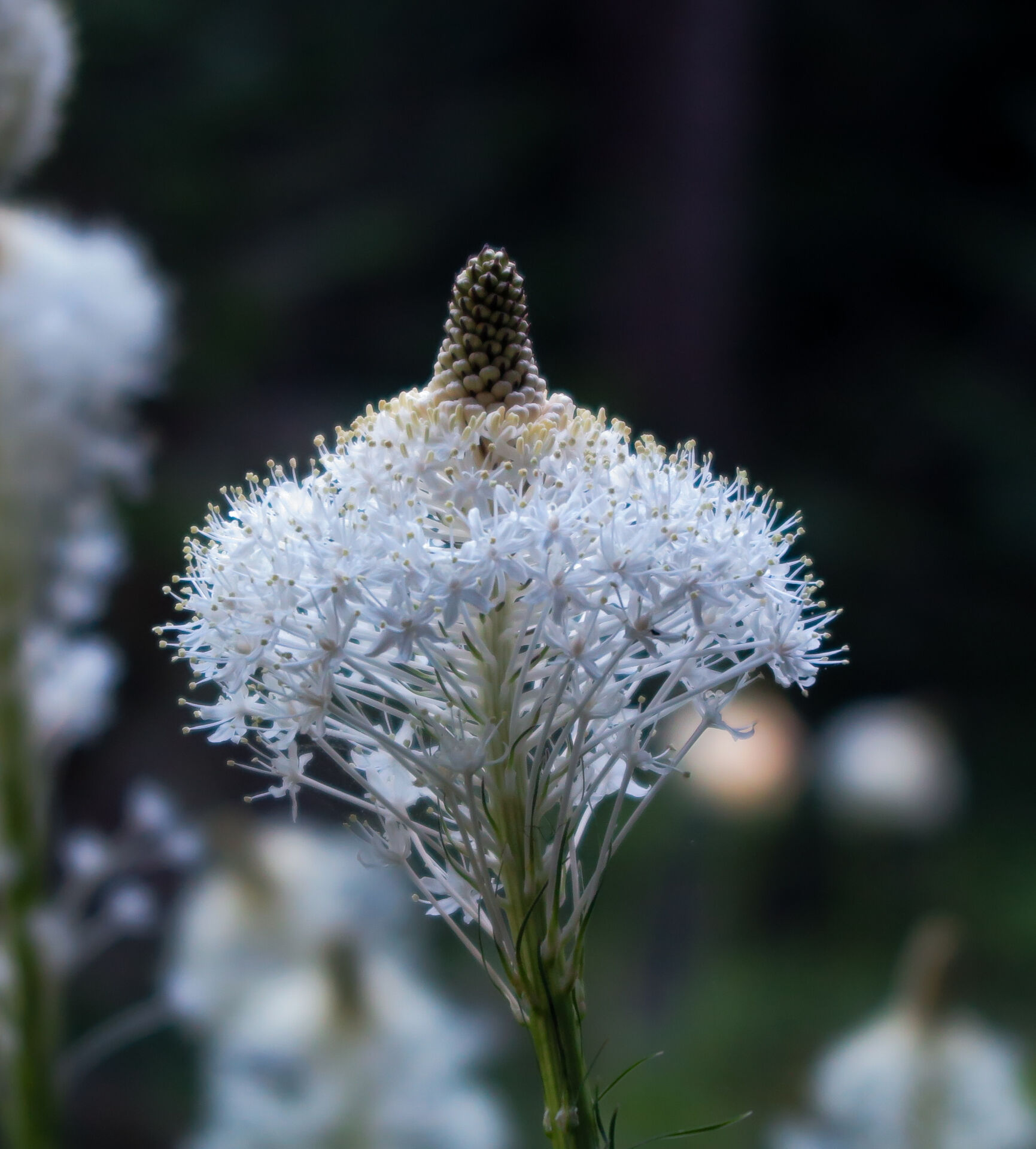 solopreneur-growth Solopreneur Small Business growth